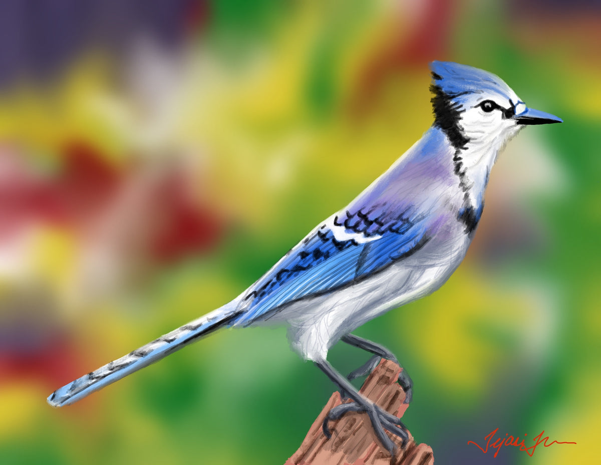 Blue Jay's Garden